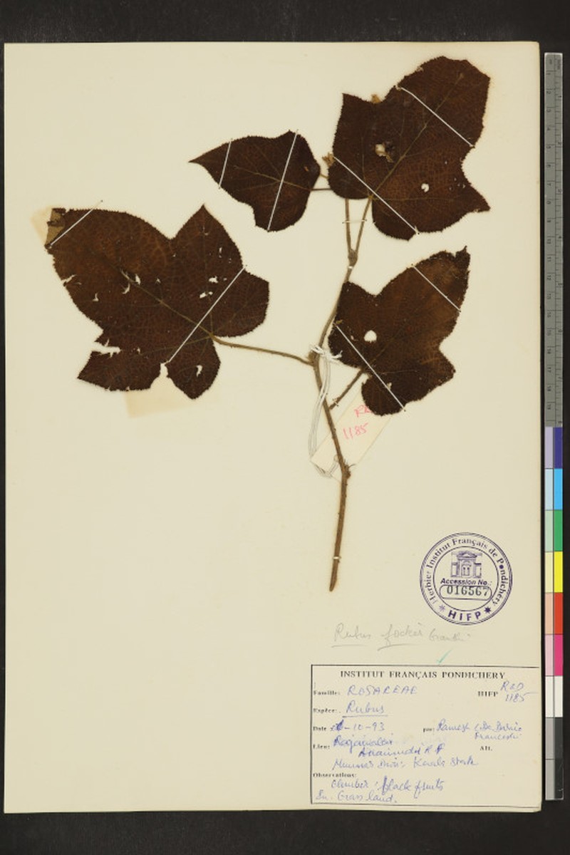 Rubus glomeratus photo 4