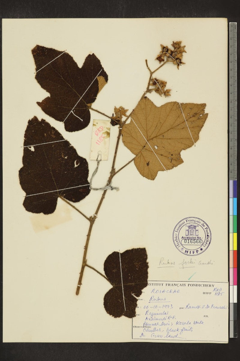 Rubus glomeratus photo 5
