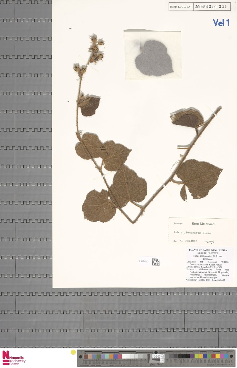 Rubus glomeratus photo 8