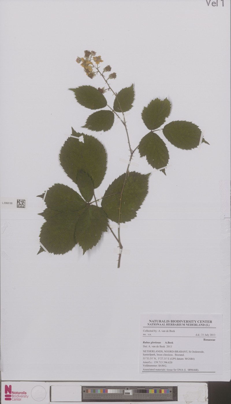 Rubus gloriosus