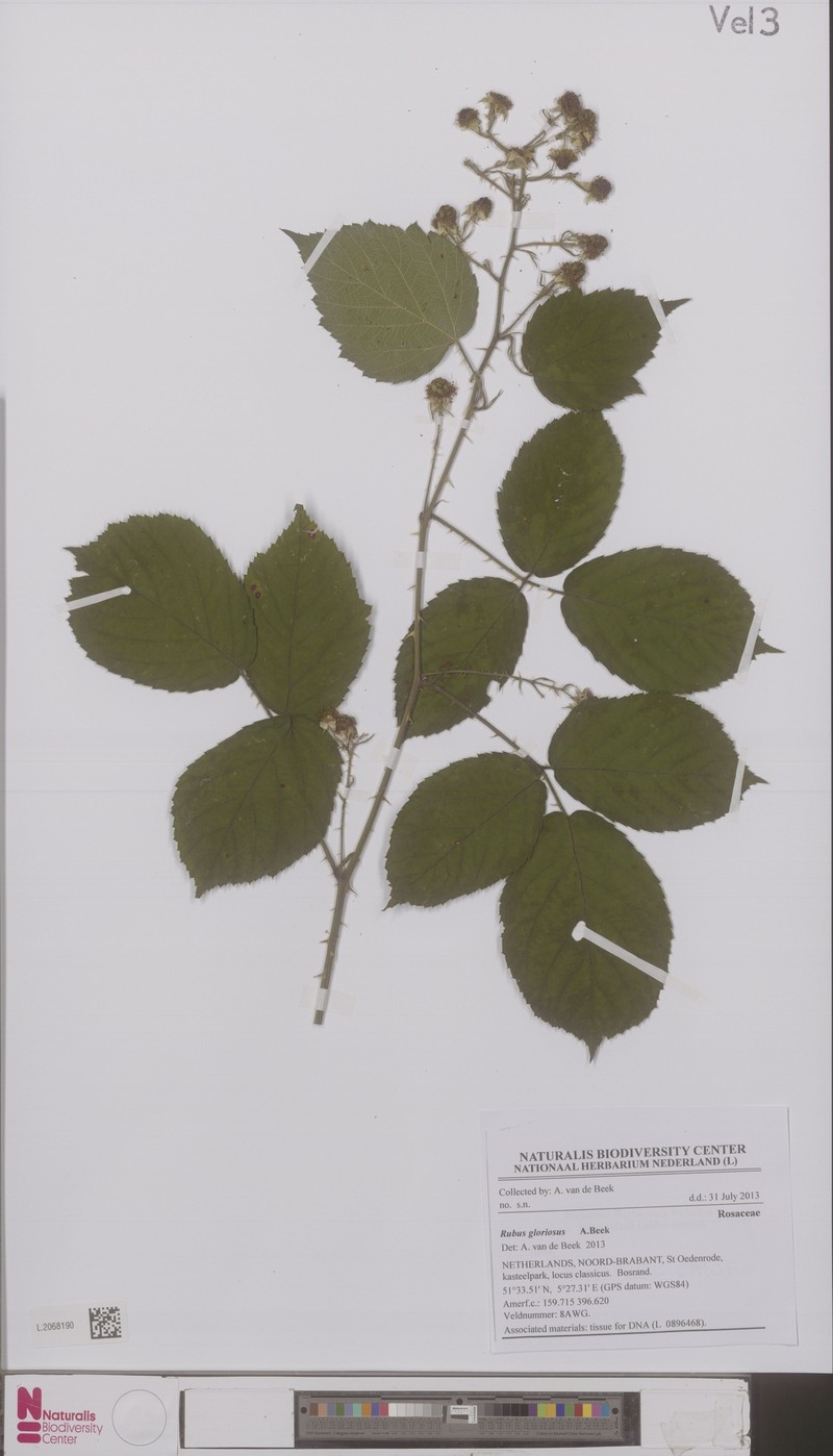 Rubus gloriosus photo 2