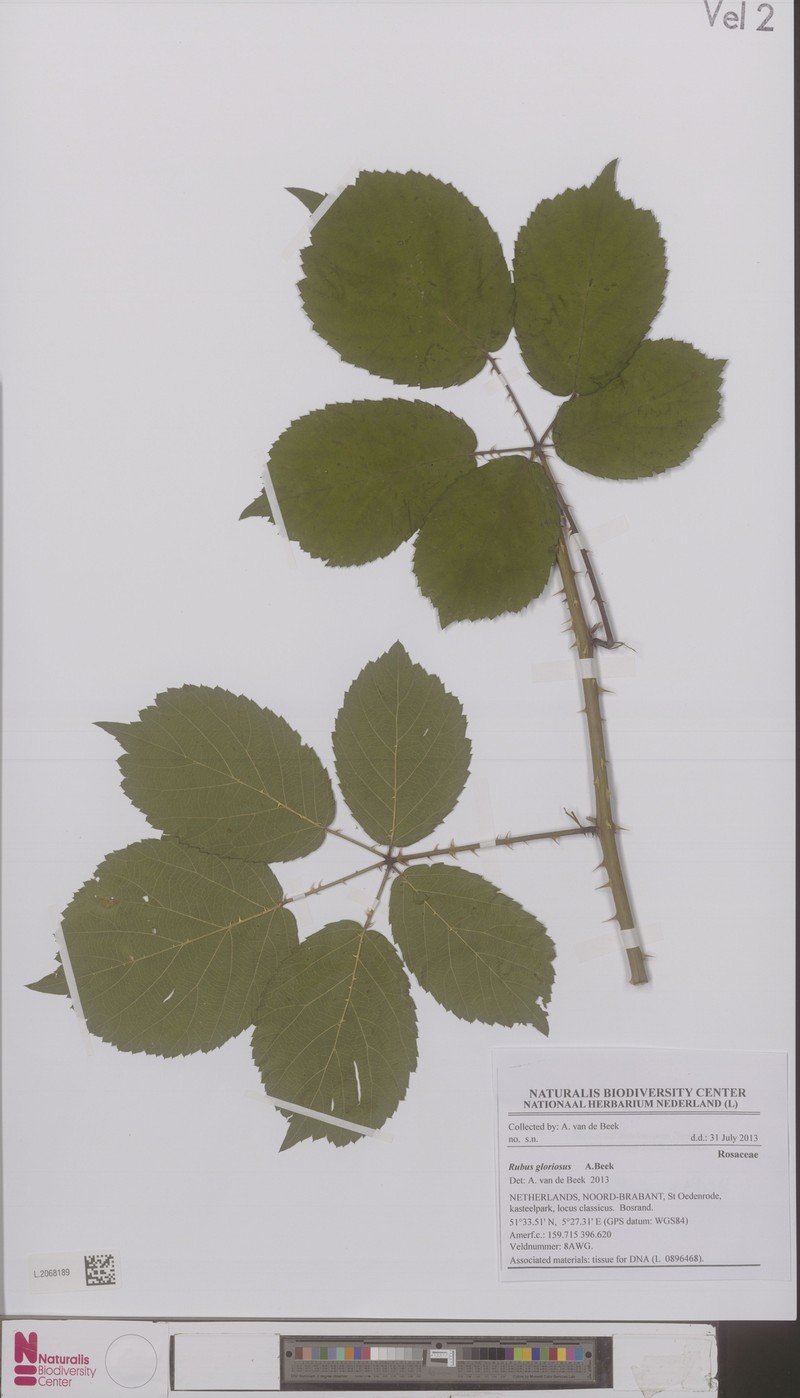 Rubus gloriosus photo 3