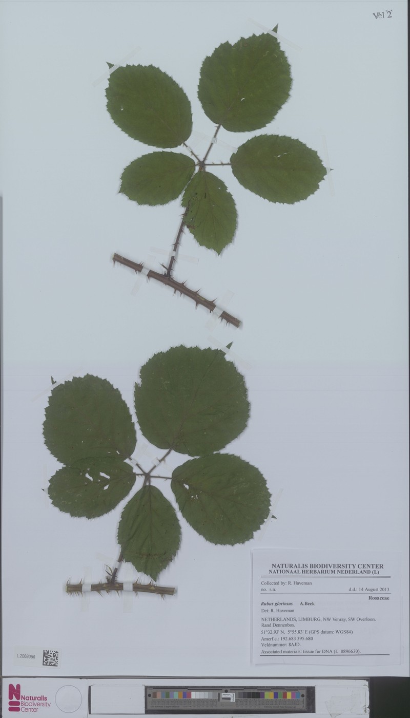Rubus gloriosus photo 4