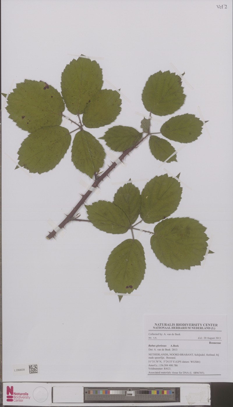 Rubus gloriosus photo 5