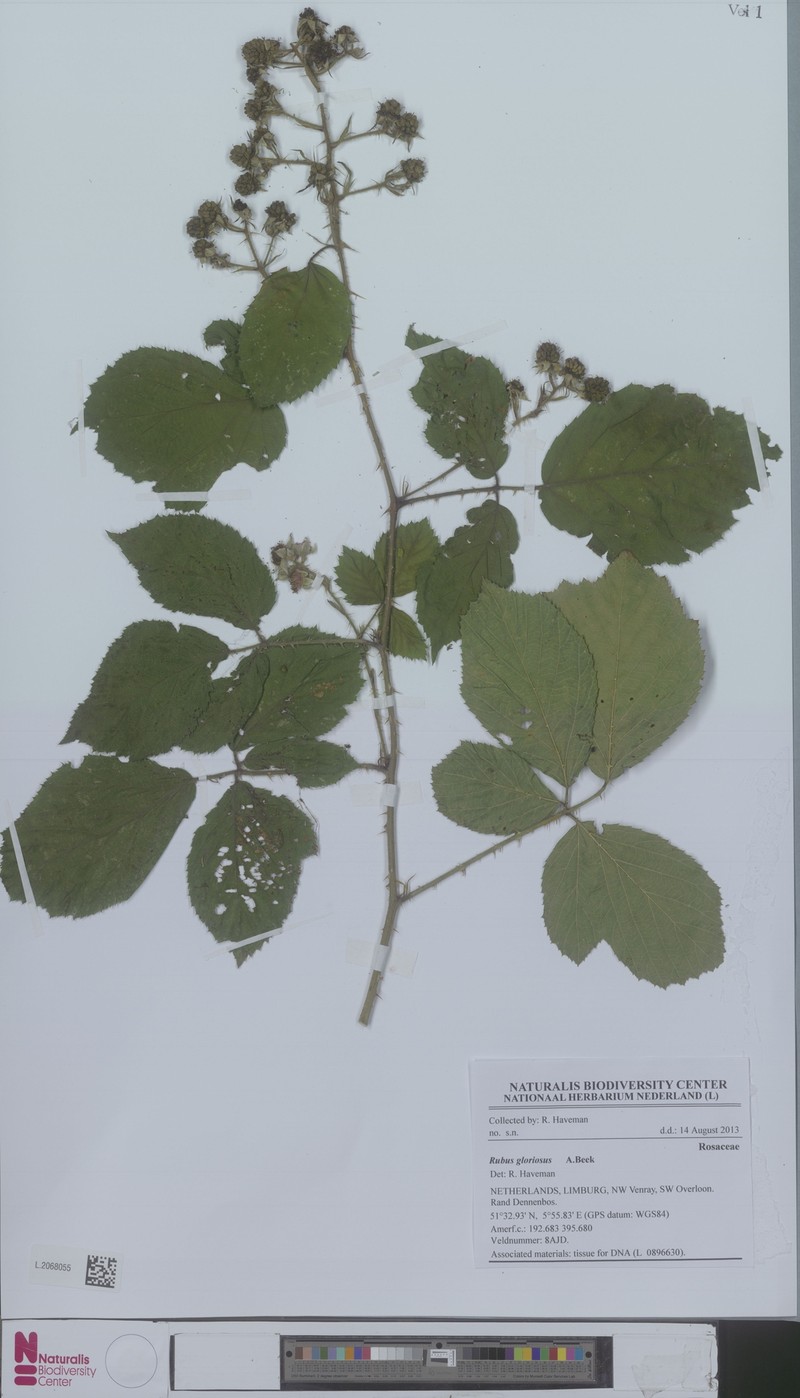 Rubus gloriosus photo 6