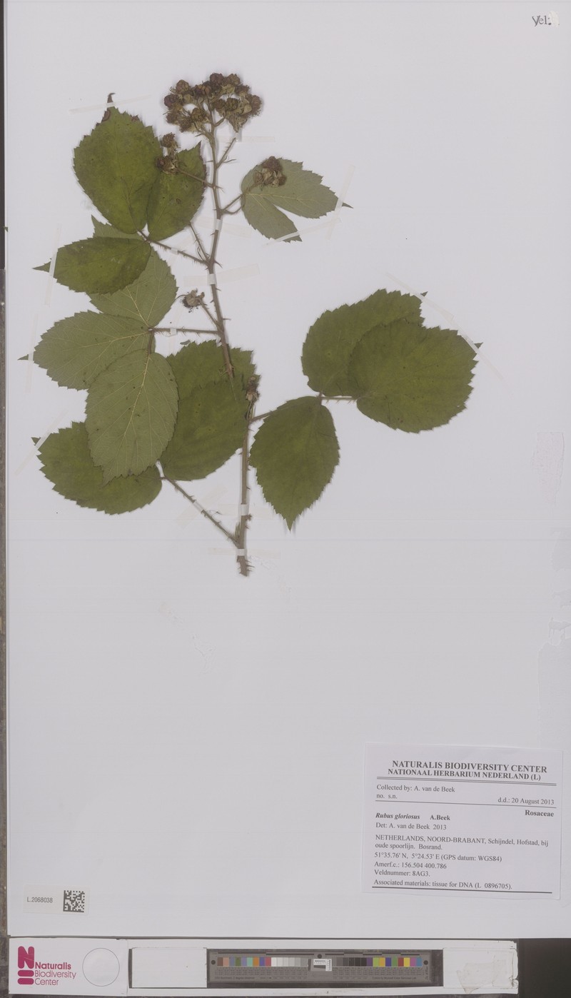 Rubus gloriosus photo 7