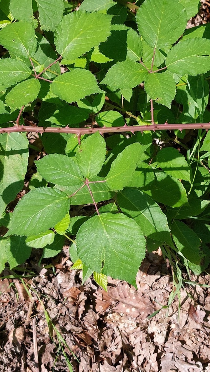 Rubus godronii
