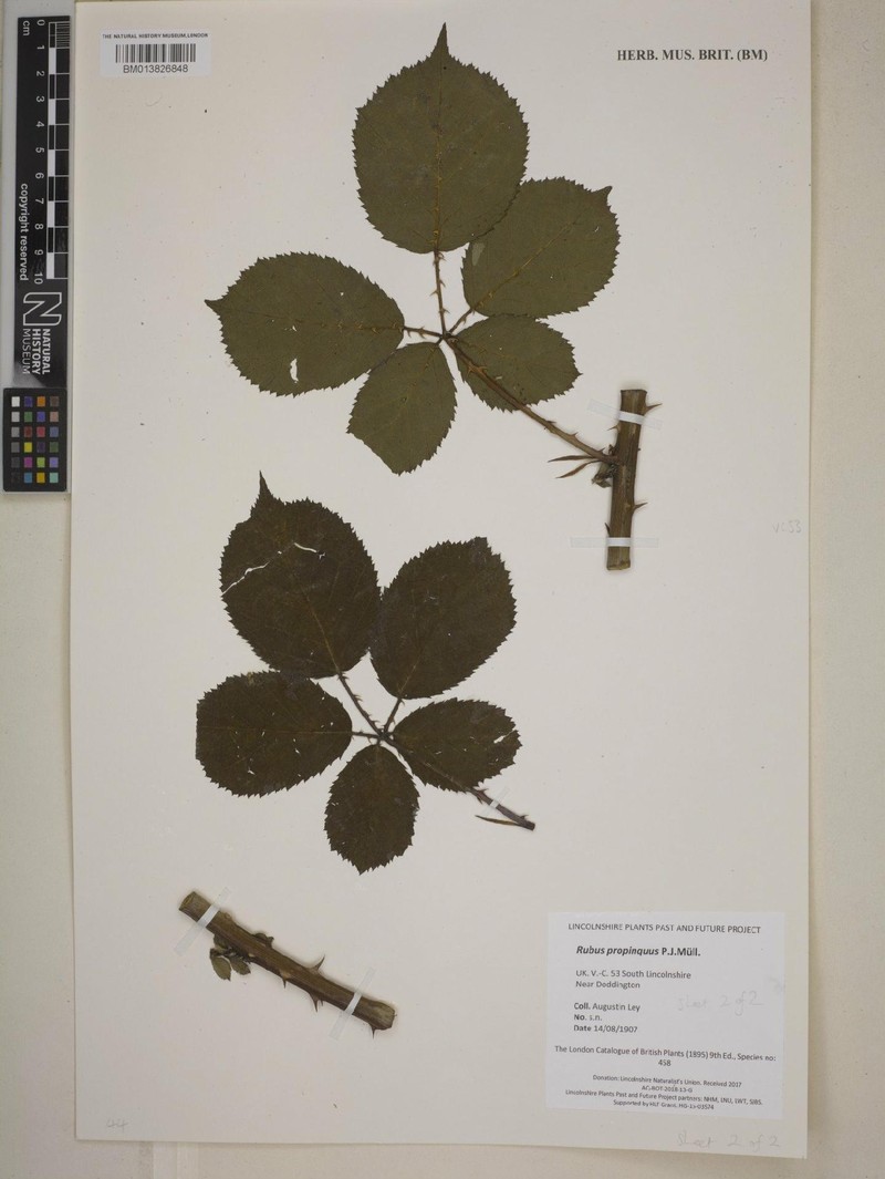 Rubus godronii photo 2