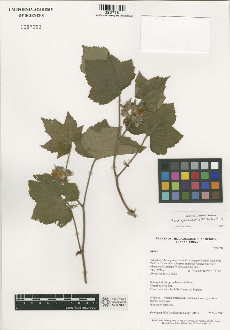 Rubus gongshanensis