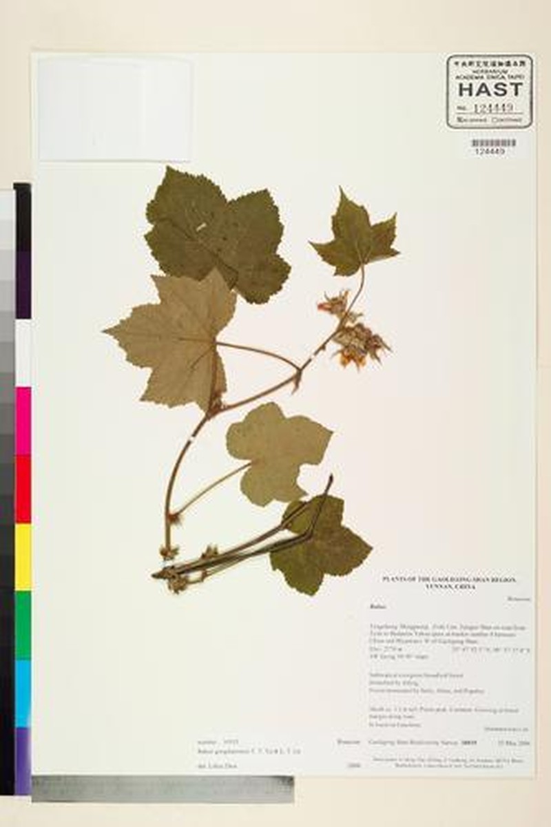 Rubus gongshanensis photo 2