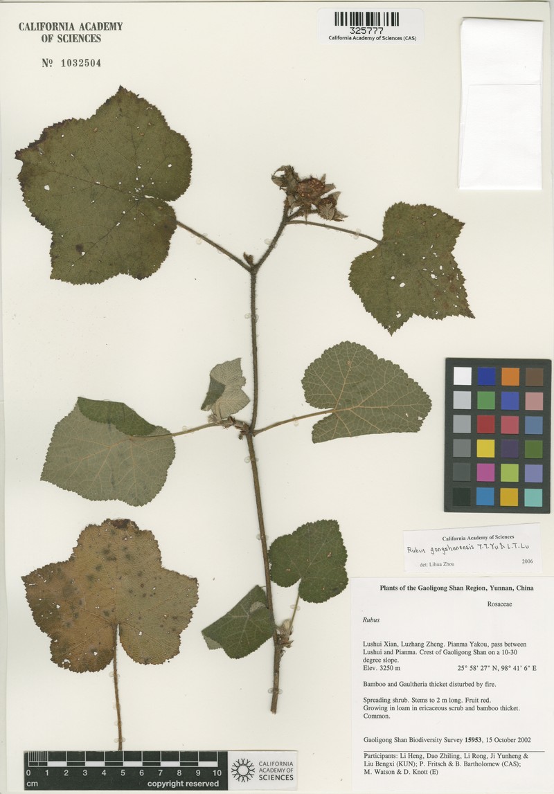 Rubus gongshanensis photo 3