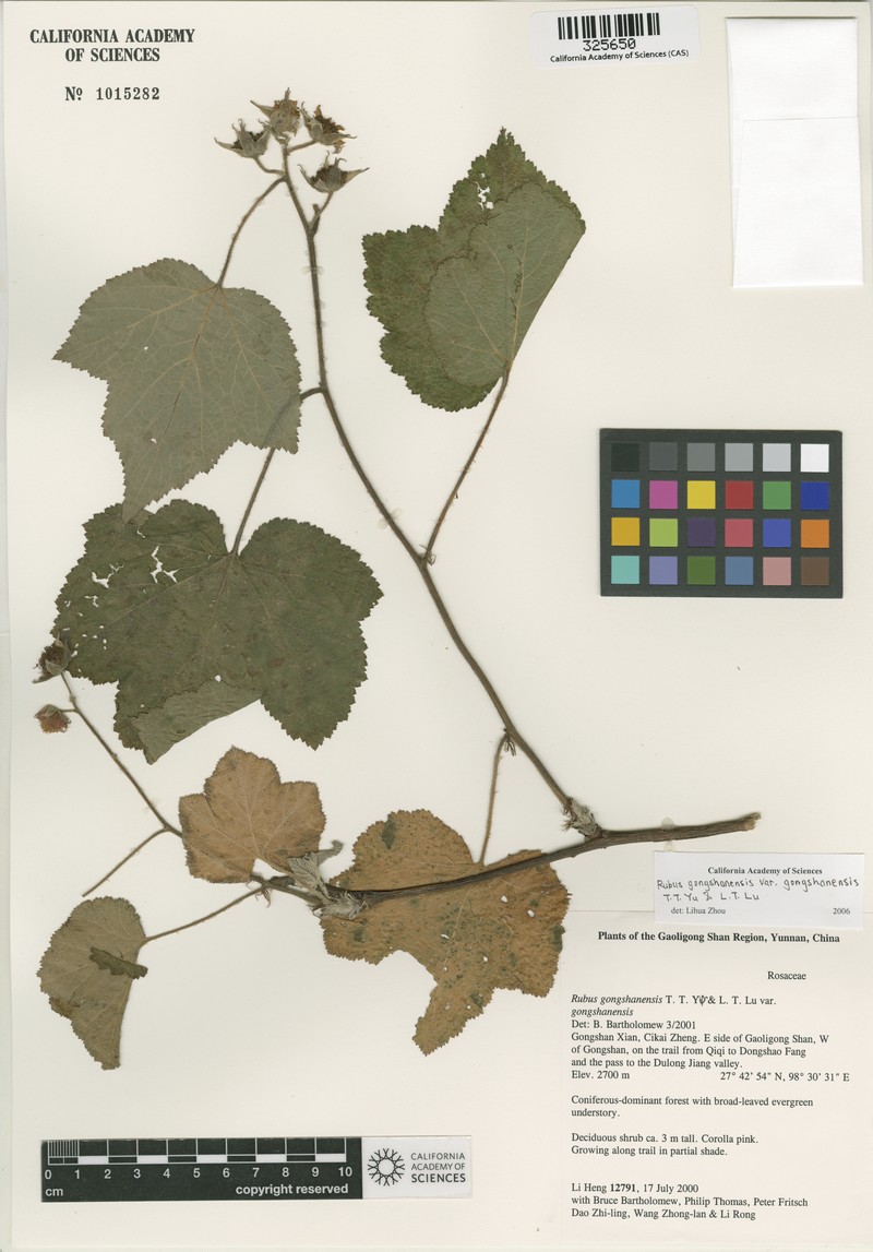 Rubus gongshanensis photo 4