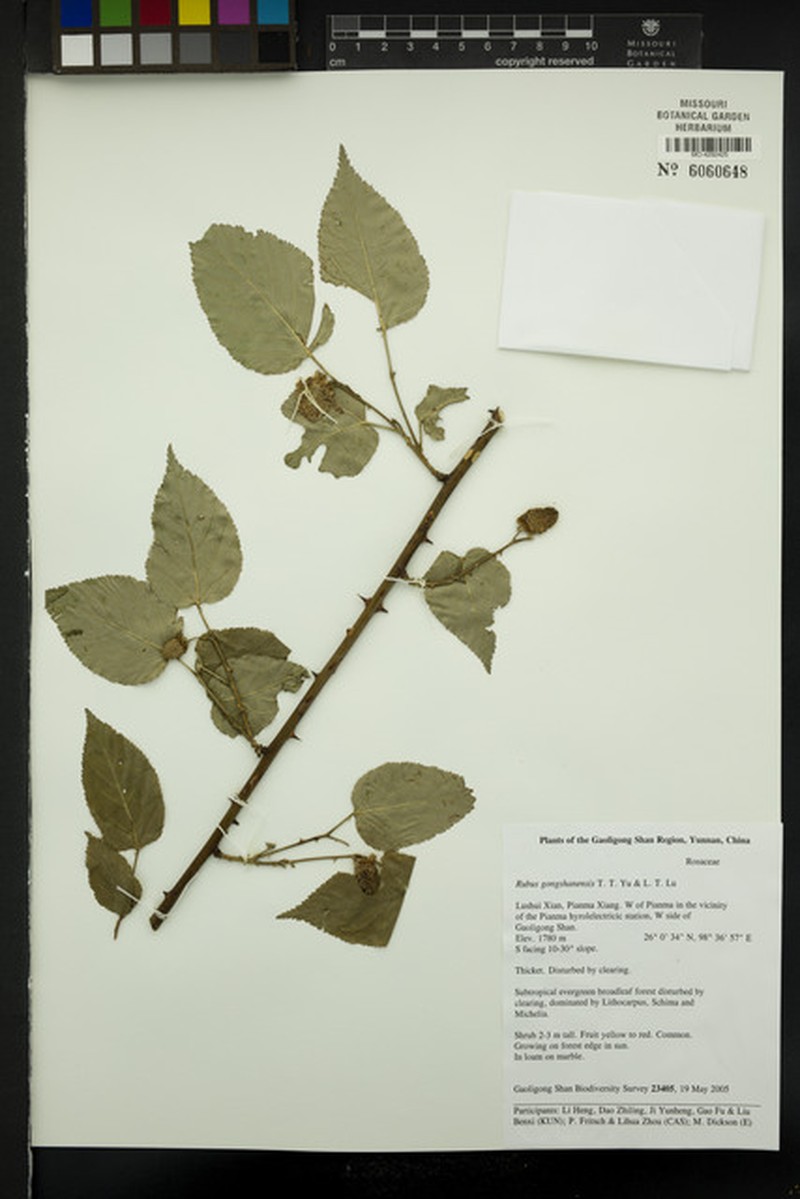 Rubus gongshanensis photo 5