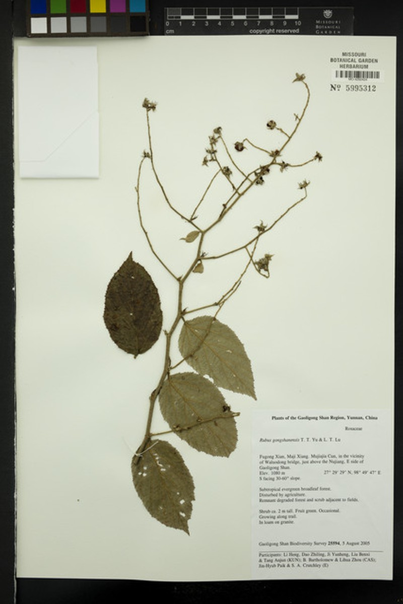 Rubus gongshanensis photo 6