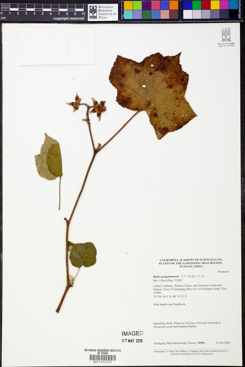 Rubus gongshanensis photo 7