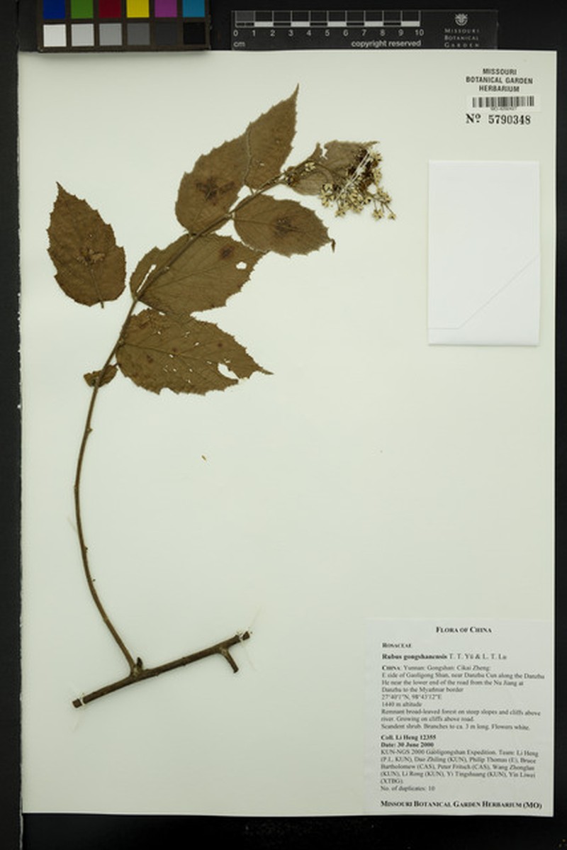 Rubus gongshanensis photo 8
