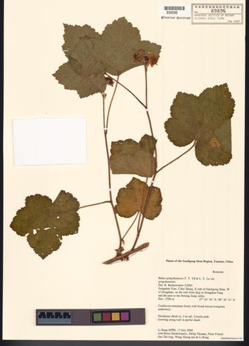 Rubus gongshanensis var. gongshanensis photo 2