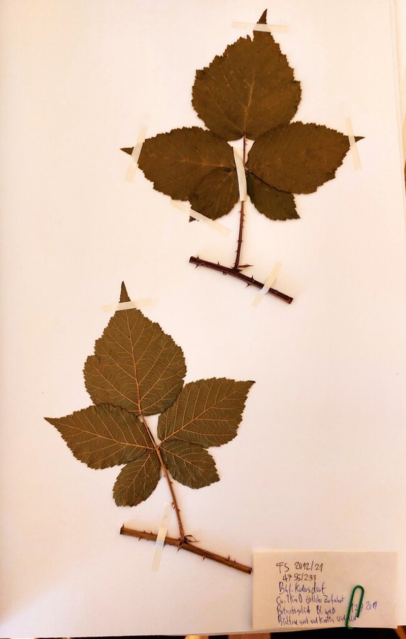 Rubus gothicus photo 2