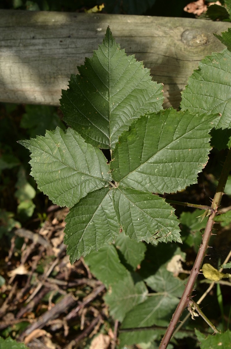 Rubus gothicus photo 3