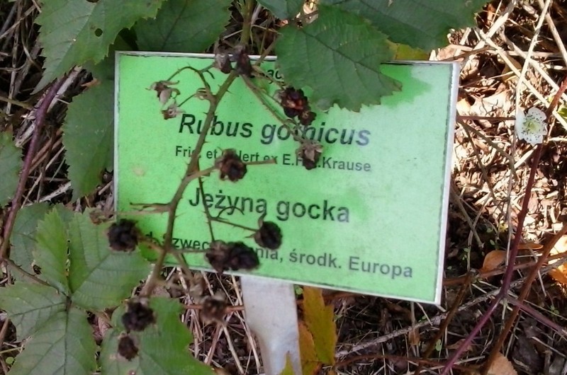 Rubus gothicus