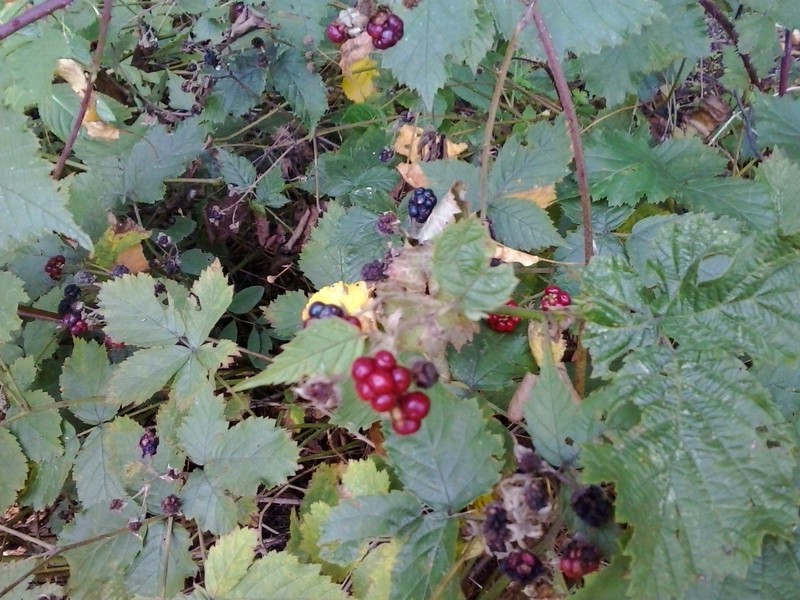 Rubus gothicus photo 4