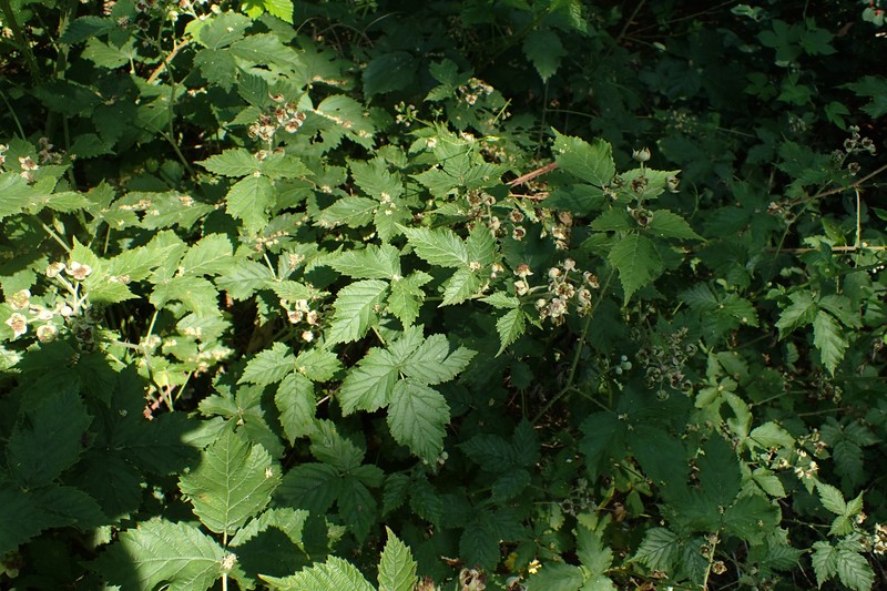 Rubus gothicus photo 5