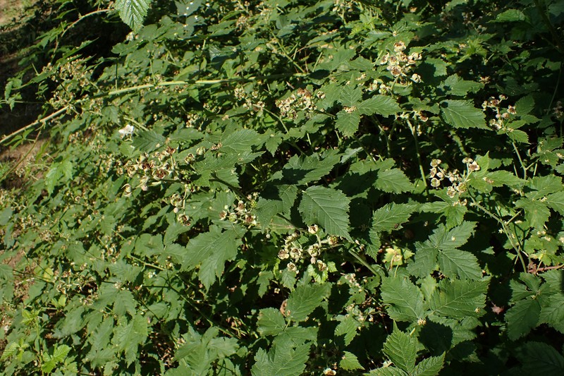 Rubus gothicus photo 6