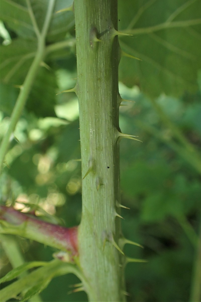 Rubus gothicus photo 7