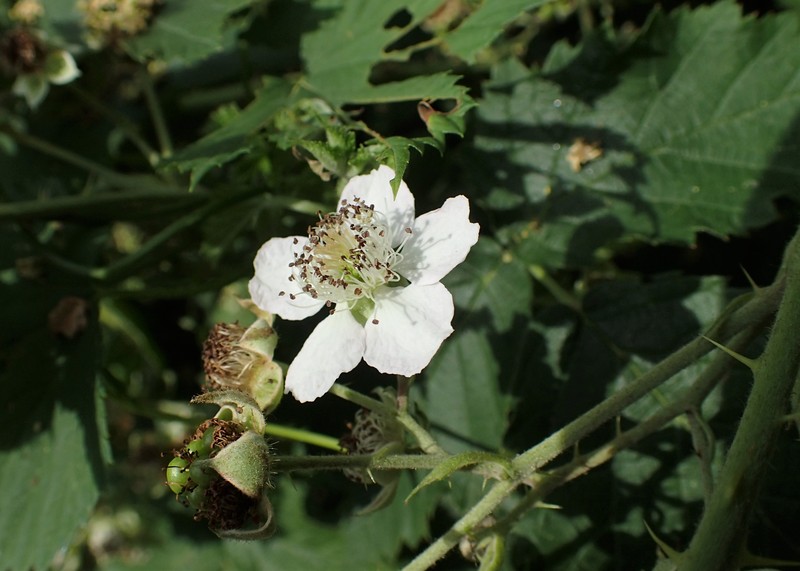 Rubus gothicus photo 8