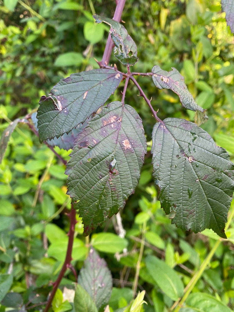 Rubus grabowskii