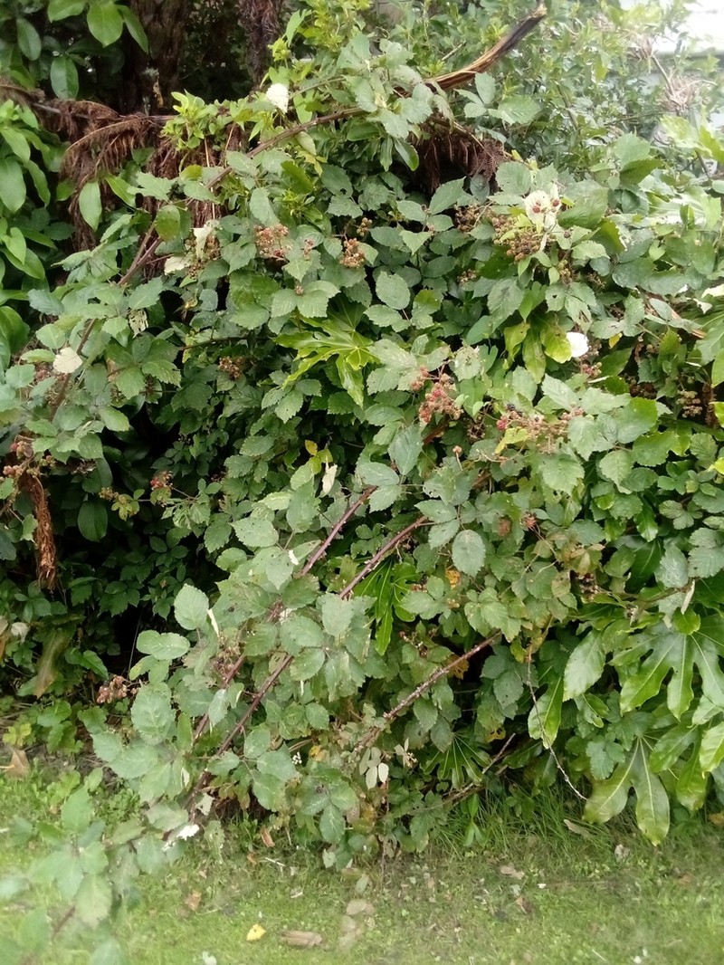 Rubus grabowskii photo 2