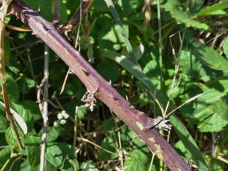 Rubus grabowskii photo 3