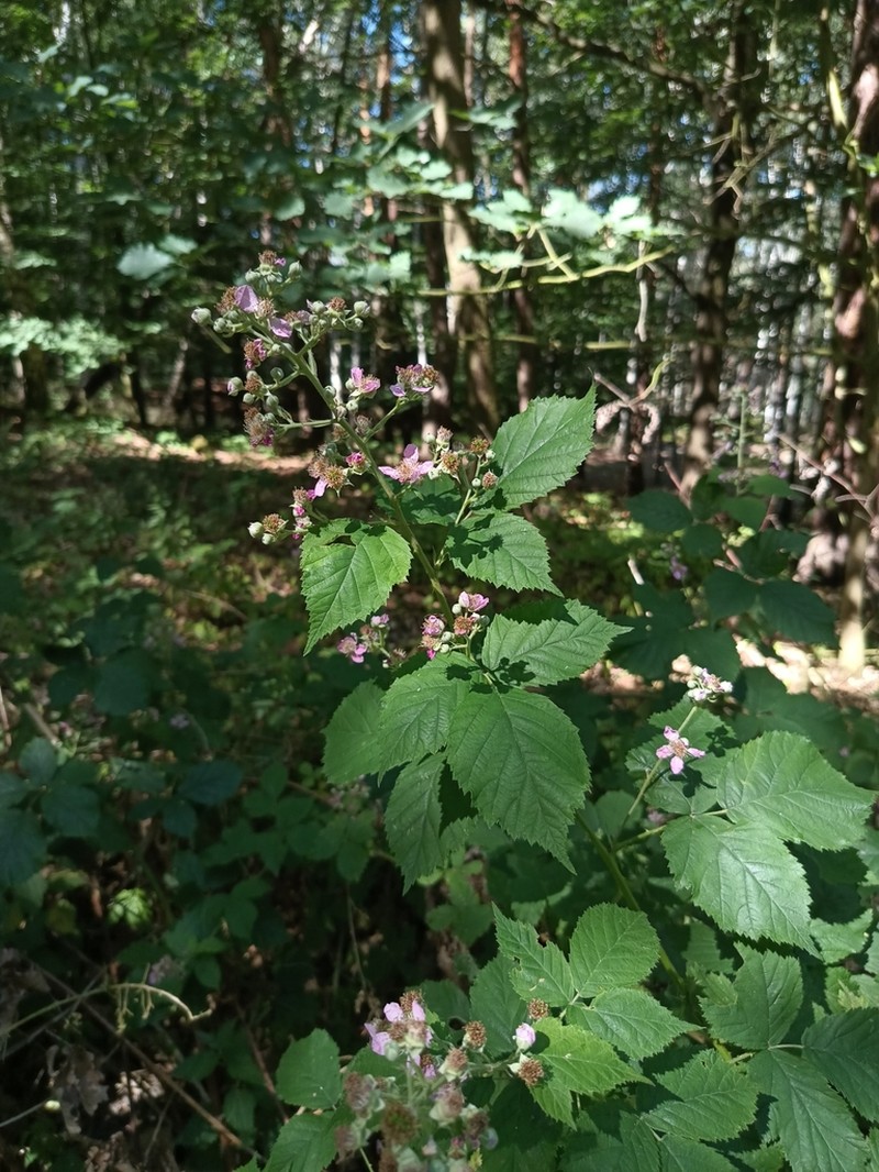Rubus grabowskii photo 4