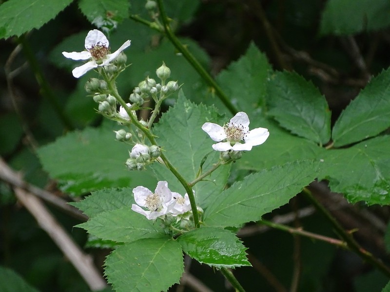 Rubus grabowskii photo 5