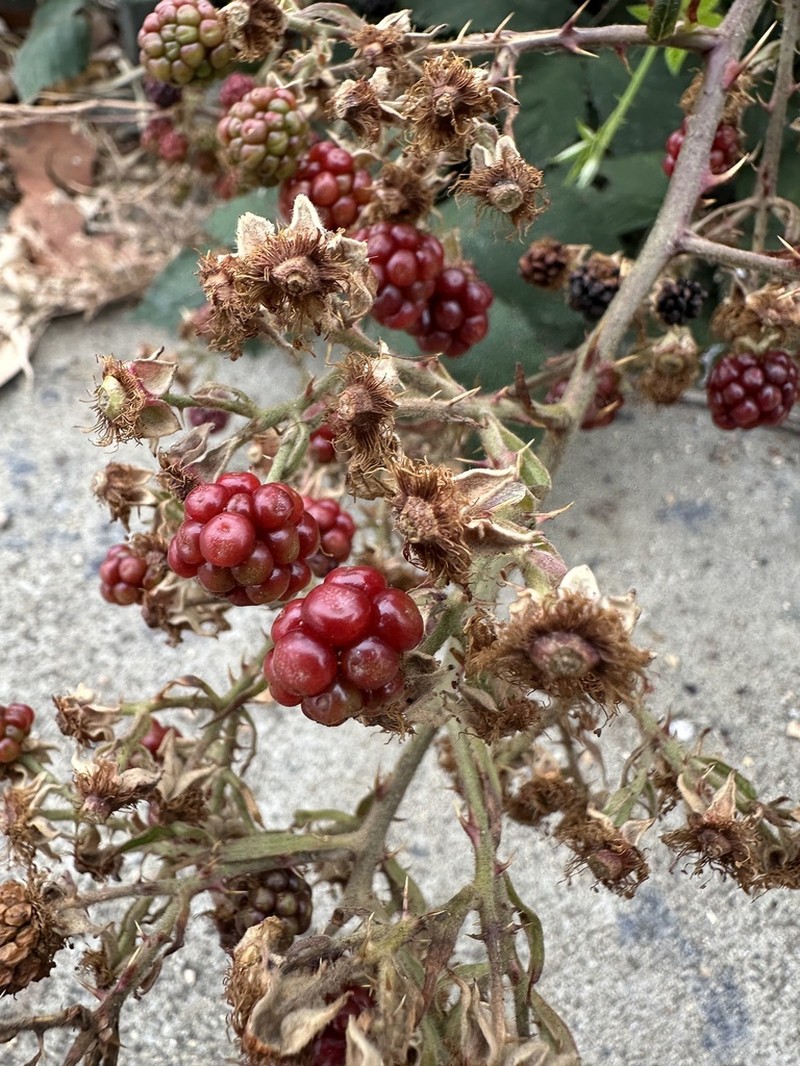 Rubus grabowskii photo 6
