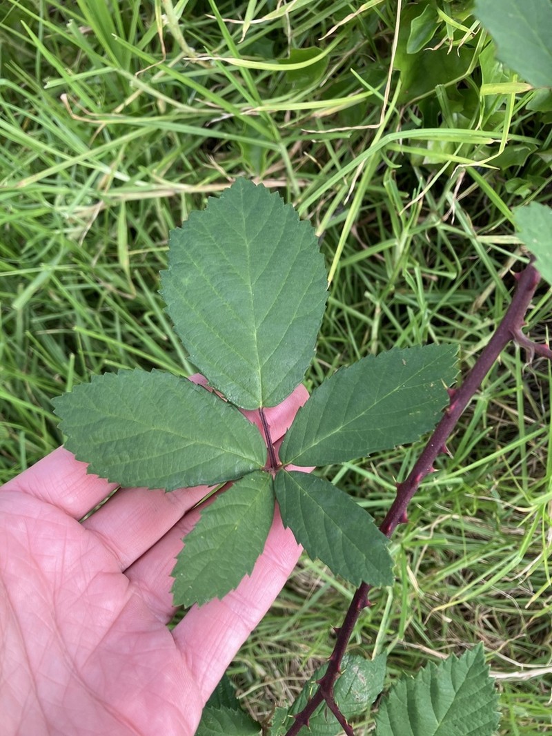 Rubus grabowskii photo 7