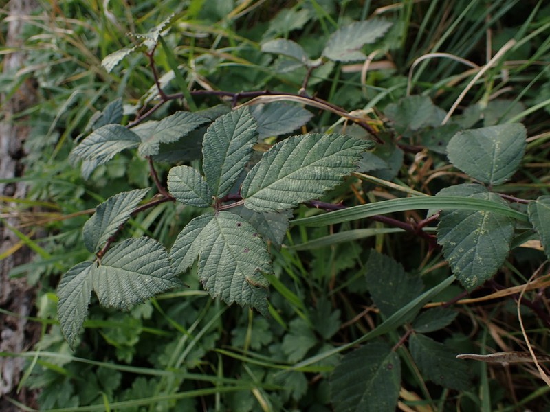 Rubus grabowskii photo 8