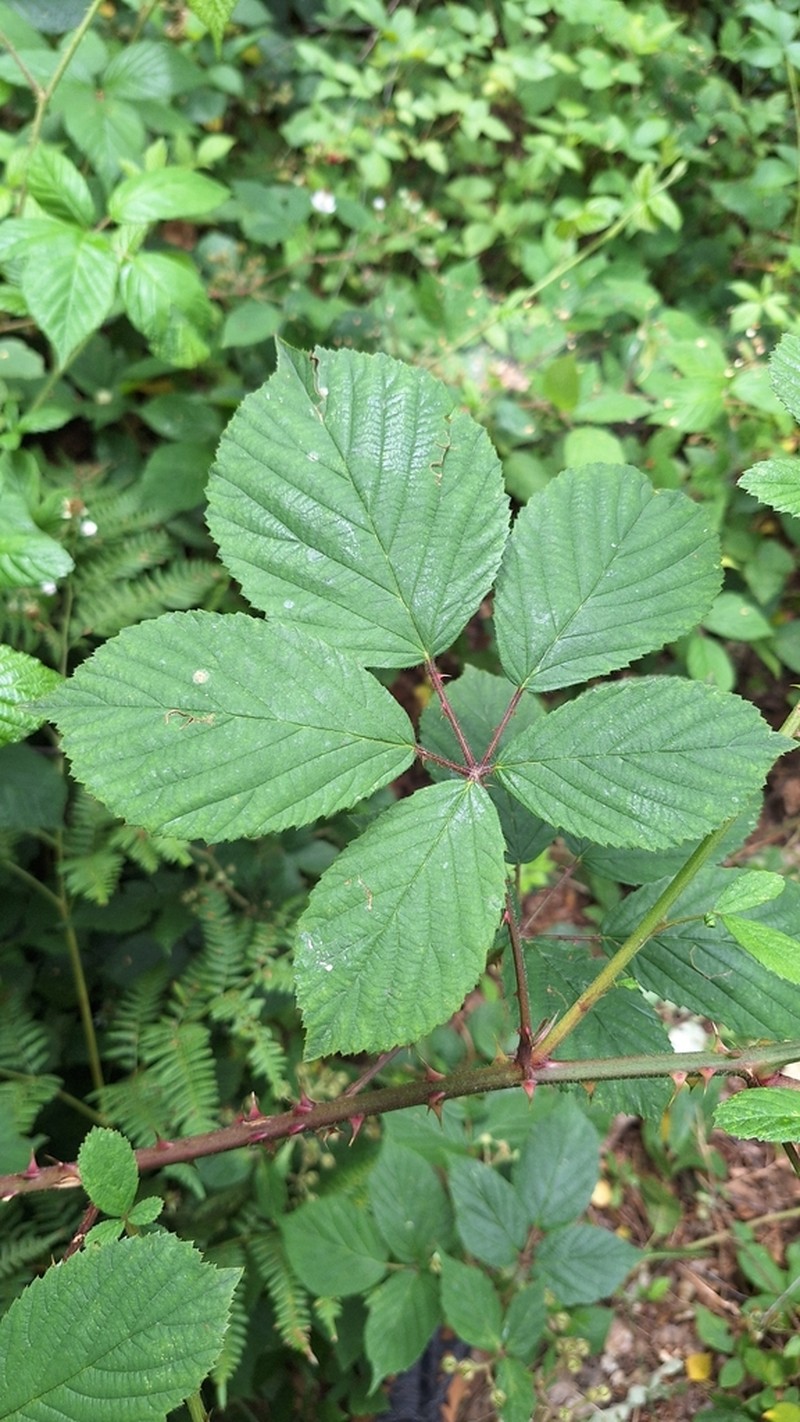 Rubus gracilis