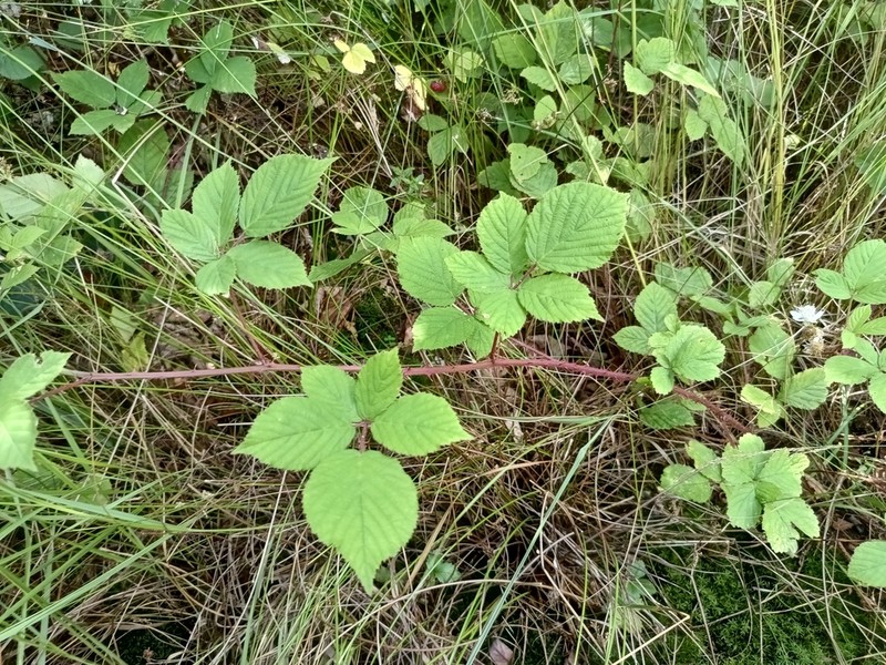 Rubus gracilis photo 2