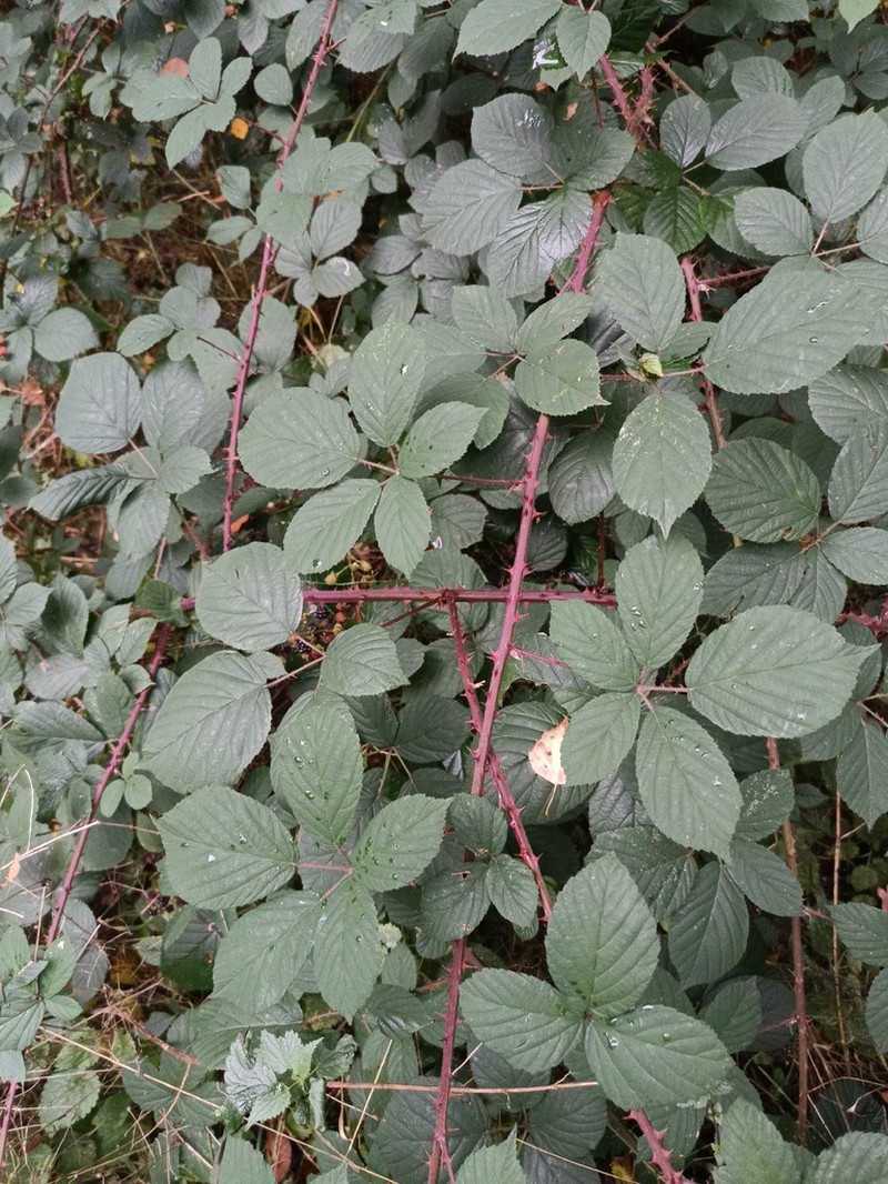 Rubus gracilis photo 3