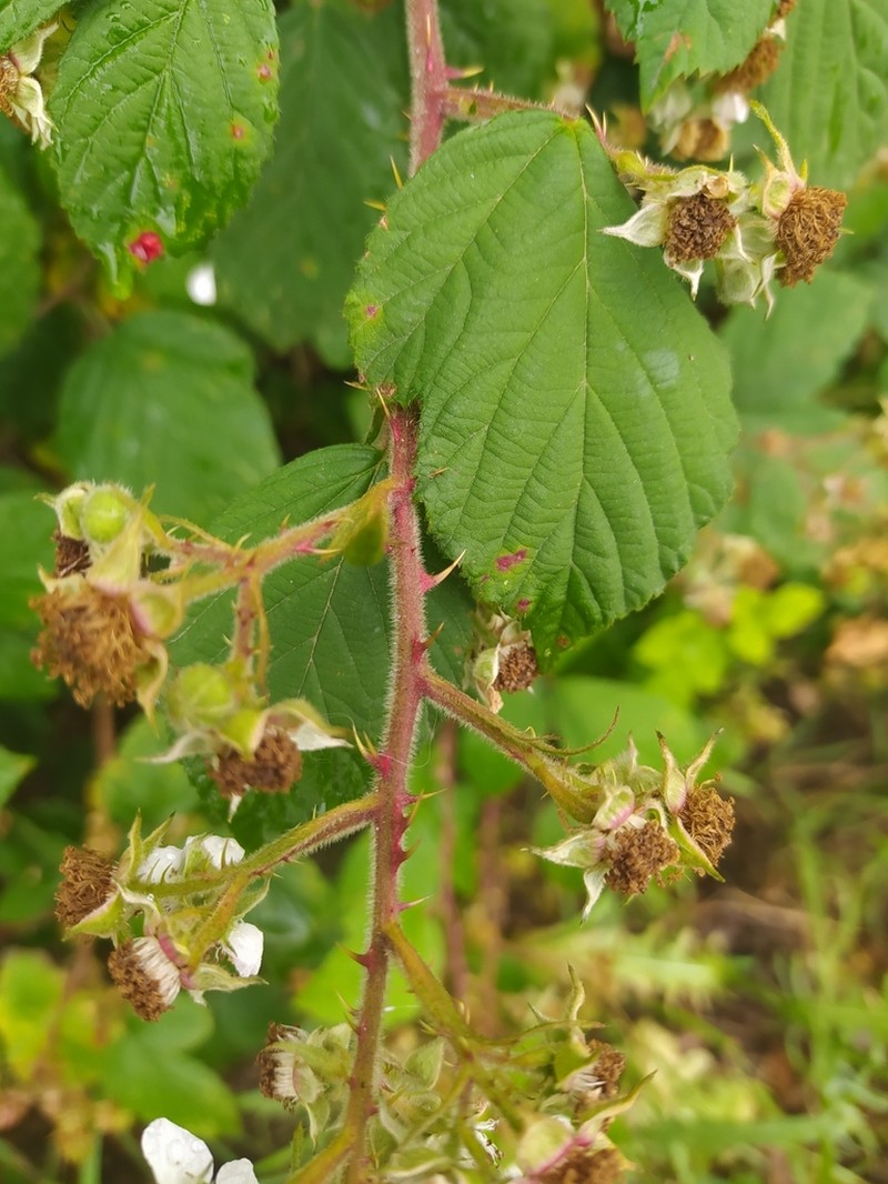 Rubus gracilis photo 4