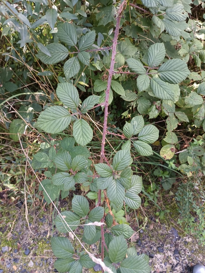 Rubus gracilis photo 5