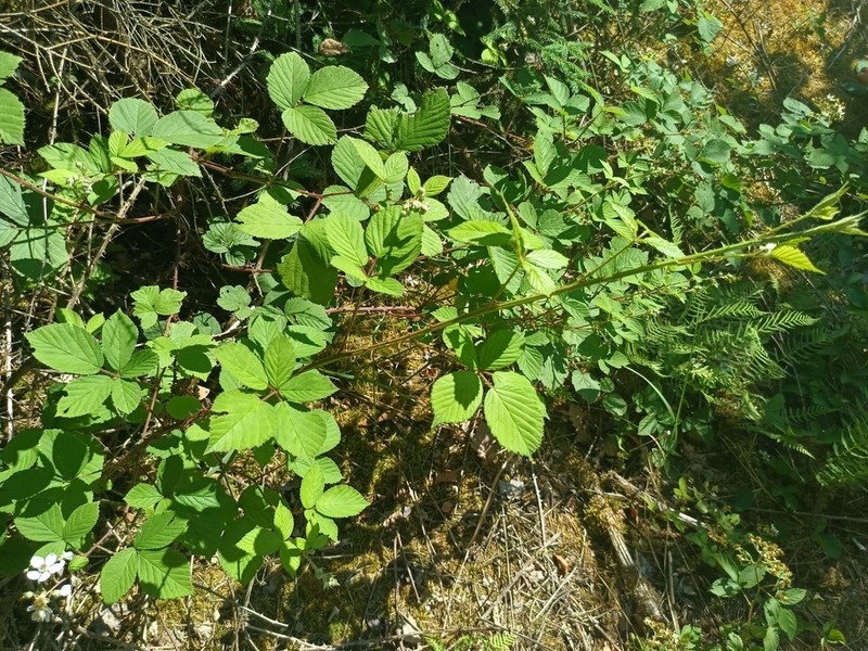 Rubus gracilis photo 6
