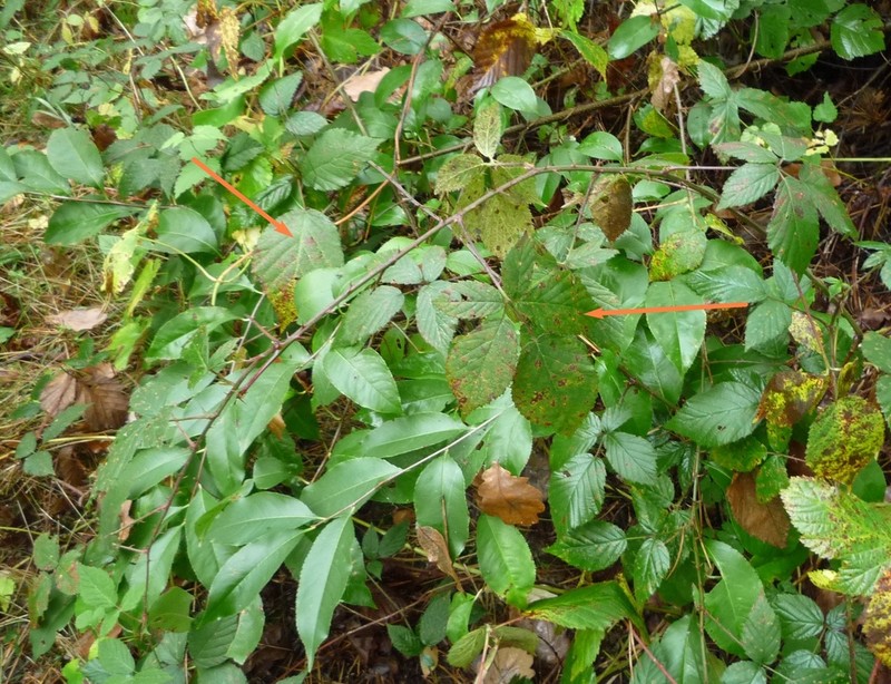 Rubus gracilis photo 7