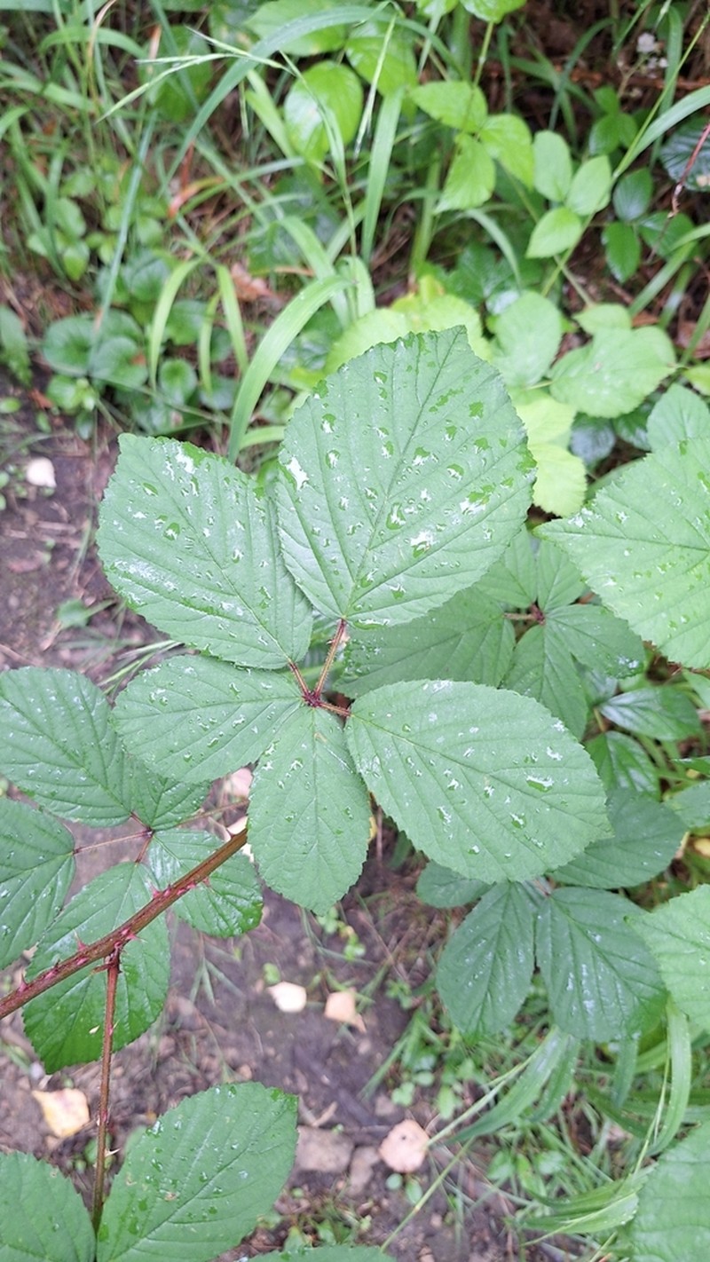 Rubus gracilis photo 8