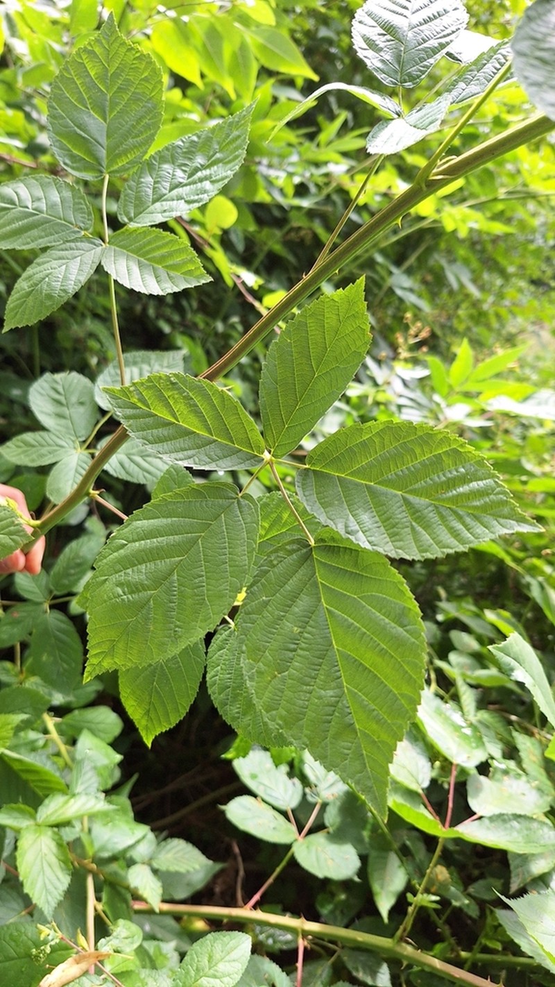 Rubus graecensis