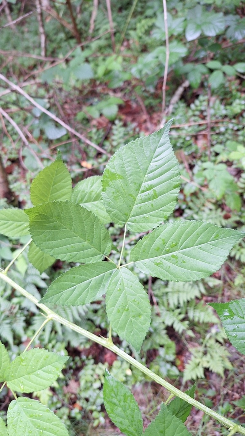Rubus graecensis photo 2