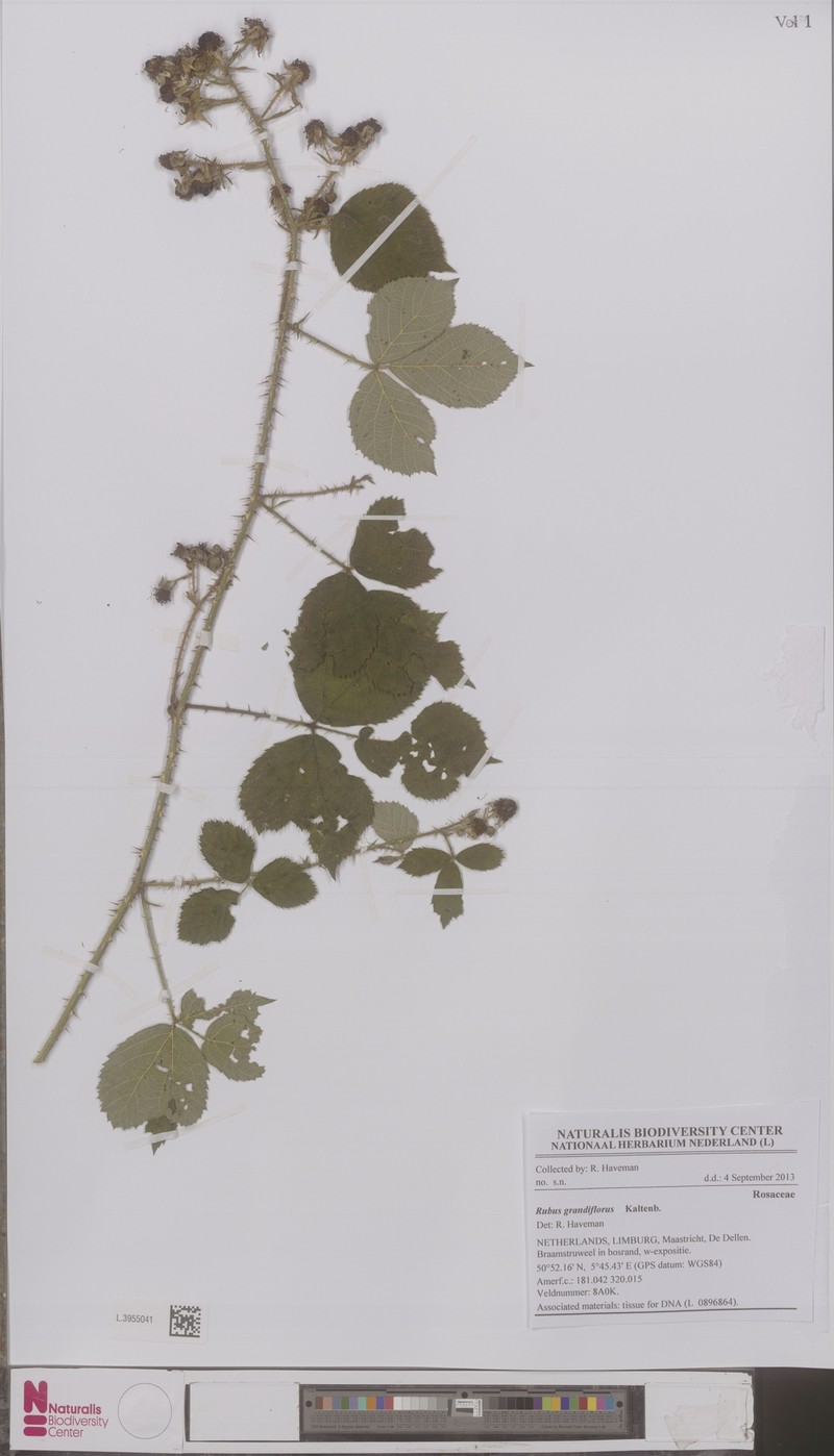 Rubus grandiflorus