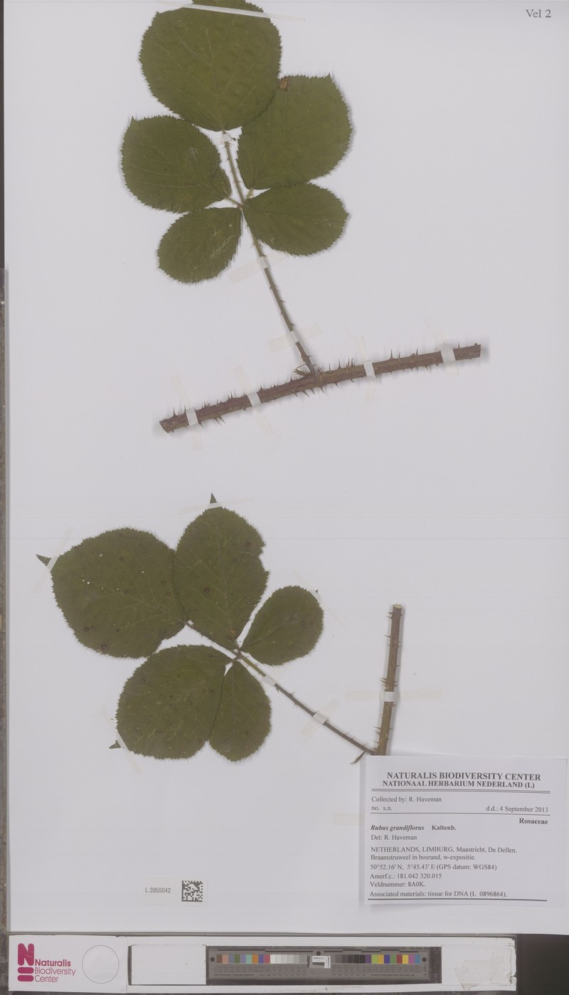 Rubus grandiflorus photo 2