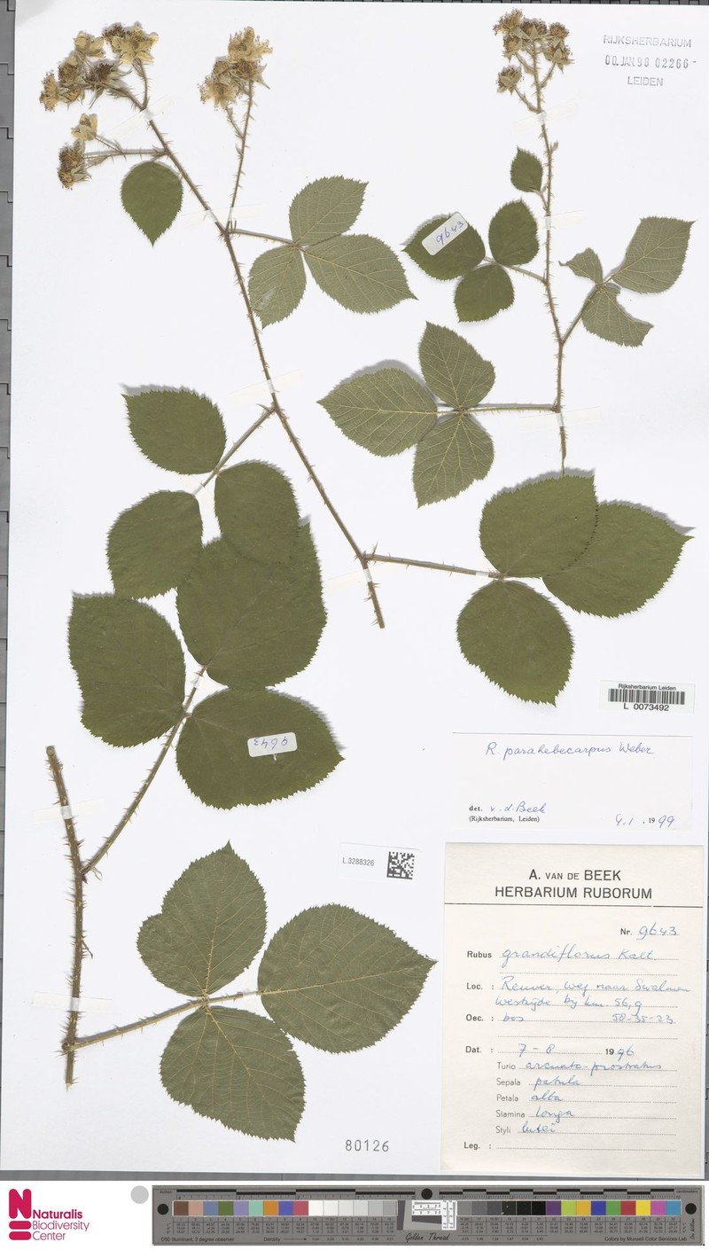 Rubus grandiflorus photo 3